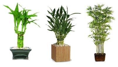 Bambus jako pokojová rostlina