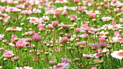 Divoké květiny – proč a jak je pěstovat u vás na zahradě?