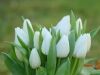 bílé tulipány dodají něžnost