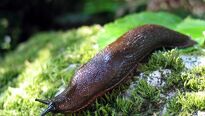 Zahradní škůdci a jak se s nimi vypořádat Zahradní škůdci a jak se s nimi vypořádat