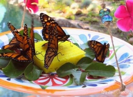 Motýli barevně roztančí vaši zahradu, starejte se o ně a postavte jim také krmítko.