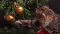 Tipy, jak mít živý vánoční stromeček co nejdéle hezký