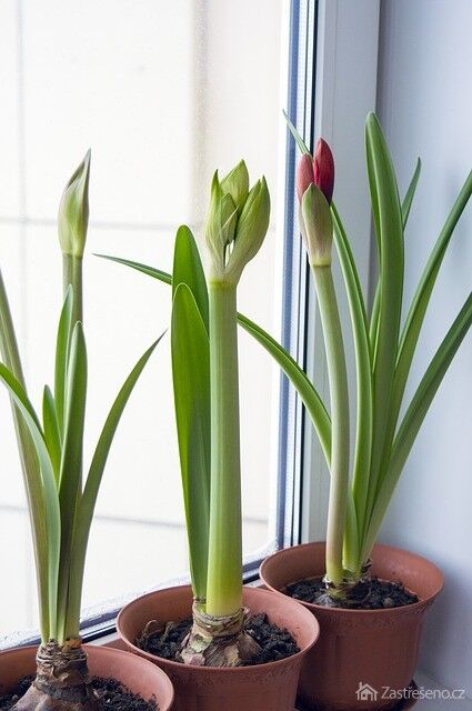 Doneste domů květiny