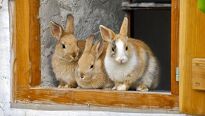 Chov králíků a slepic se vrací na české zahrady