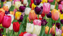 Proč všichni milují tulipány a proč se na jet podívat do Holandska?